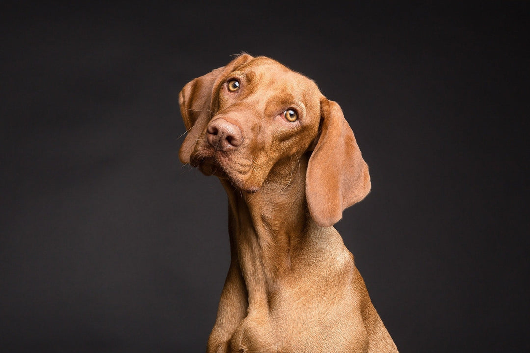 CBD Edibles vs. Oil: Which Format Is Right for Your Pet?