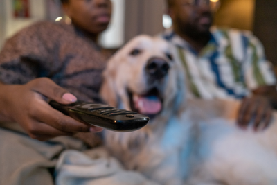 Can Pets Sense Fear When You Watch a Scary Movie?