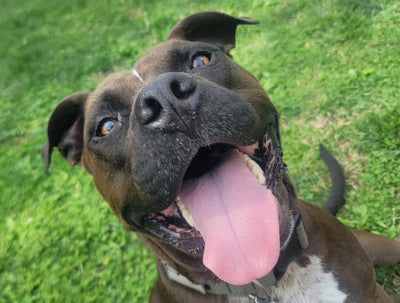 Weebles' Story: From the Side of the Road to a Forever Home
