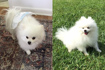 Real-Life Releaf: "These chews saved my dog's life!"