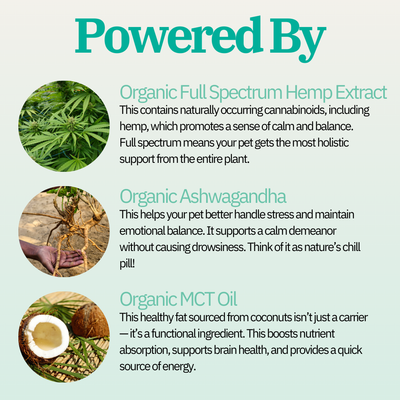Calming Hemp Bundle for Dogs